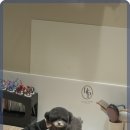 부산 강아지분양 디테일퍼피 이미지