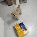 댕마트 | 내돈내산 프론티어 치킨 리뉴얼 버전 후기 강아지 동결건조 사료 추천