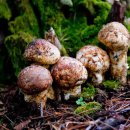 송이만찬 이미지