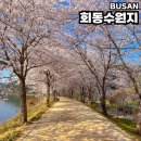 선동 공중화장실 | 부산 회동수원지 둘레길을 따라 벚꽃 터널 산책 대중교통 주차장 정보