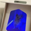 반려견 셀프미용 이미지