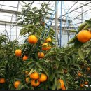 만식농장 이미지