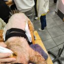 동물제중원금손이 동물병원 이미지