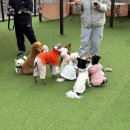 어뮤즈퍼피 | [내돈내산] 천안 두정동 어뮤즈퍼피 | 잔디 야외 운동장이 있는 넓은 애견카페 추천! (*소/중/대형견 분리)