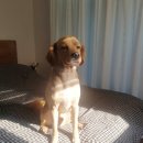 댕댕이라이프 이미지