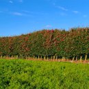 서성일로 이미지