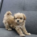 드림독 강아지 고양이 안심분양센터 시흥점 | 시흥강아지무료분양 인기쟁이 말티푸
