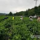 일월면사무소 이미지