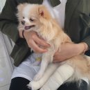 효진메디칼 | 슬개골탈구수술