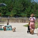 용산동물의료센터 이미지