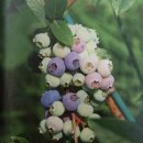 [우리땅,우리생물] 향기로운 선물, 꿀풀과 식물(세계일보) / ﻿[빛명상] 짙은 바다 색깔간직한 열매, 블루베리﻿ 이미지