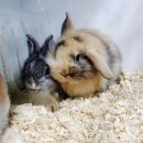 펫엔글라이더 인천점 이미지