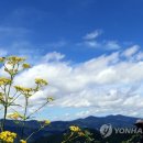 강원화원 이미지