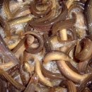 안동추어탕 이미지