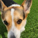 마이리틀메이트 이미지