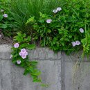 팽성대교길 이미지