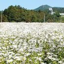 금산인삼랜드(대전) 이미지