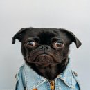 유어펫그루밍 이미지