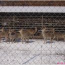 대봉사슴 Daum카페