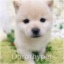 이누아이 이미지