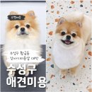 상아 애견미용용품 | 대구 수성구 강아지미용 감동적인 황금동 애견샵 르펫메종