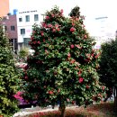 진남관 (앞) 이미지