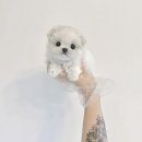 강아지분양 애견분양 퍼피플라워 중랑점 이미지