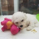 우프우프 이미지