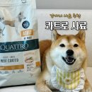 [강아지사료추천] 수의사가 개발한 동결건조코팅 친환경유럽사료 기호성좋은 콰트로 사료 후기