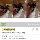 이성준동물병원 | [토끼입양홍보]4월 포인핸드 : 사랑스런 토끼들
