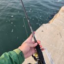 때뿌루민박 | [25.11/7] 쭈꾸미/갑오징어, 농어가 잘 잡히는 인천 소야도 낚시후기