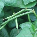 동부팥죽 이미지