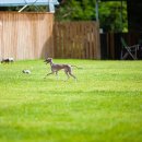 개들랜드 이미지