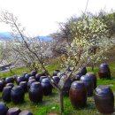 꽃피는봄이오면 이미지