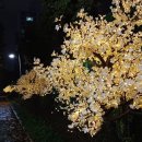 녹양동 메타세쿼이아길 네이버블로그