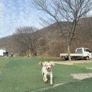 일영모자농원캠핑장 이미지