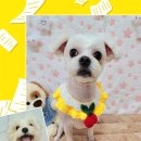 댕실 댕실 이미지