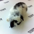 작은동물원 이미지