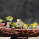 새목욕탕 이미지