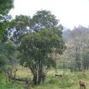 대성산 사슴농장 이미지