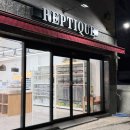 관심길-1 | 대전파충류샵 렙티크 후기 / 파충류 관심있다면 대전도마뱀 분양 추천