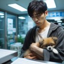 에이드동물병원 | 24시 서울 동물병원 응급진료 가능한 병원 리스트와 이용팁