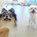 리치펫하우스 이미지