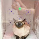 부산고양이미용&호텔 무냥무냥 대연점 이미지