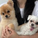 천안 원성동 | 루프탑 애견카페 “보스멍”