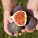 금원농장 이미지