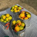 송정농장 | [송정농원] 언니들과 웃다가 시간 순삭! 제주 귤따기 체험