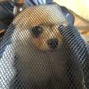 만달이네 수제간식 이미지