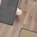 고양이민박 | 대전 가수원동 고양이민박 방문 후기