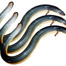 석정풍천장어 이미지